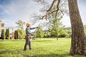 Professional Tree Services in Coldstream, KY