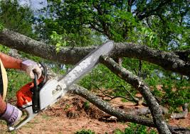 Best Tree Mulching  in Coldstream, KY