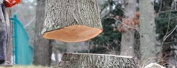 Best Tree Trimming and Pruning  in Coldstream, KY