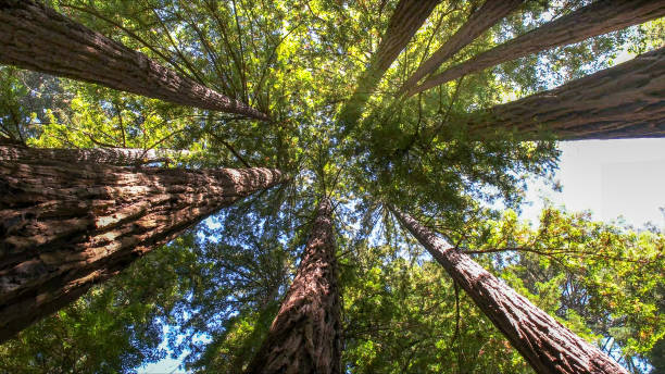 Best Emergency Tree Removal  in Coldstream, KY