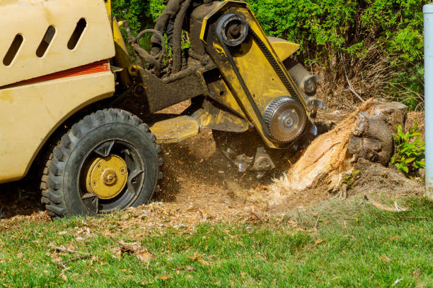 Best Tree Preservation Services  in Coldstream, KY