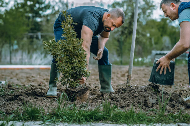 How Our Tree Care Process Works  in  Coldstream, KY