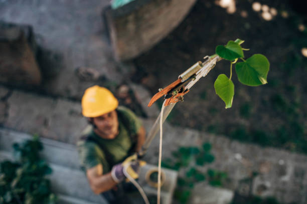 Best Tree Risk Assessment  in Coldstream, KY