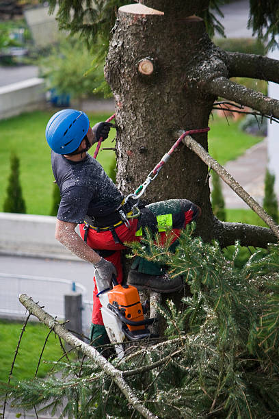  Coldstream, KY Tree Services Pros