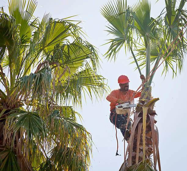 Best Tree Cabling and Bracing  in Coldstream, KY