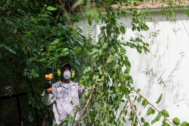 Best Tree and Shrub Care  in Coldstream, KY