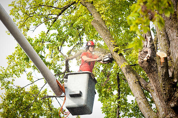 Best Leaf Removal  in Coldstream, KY